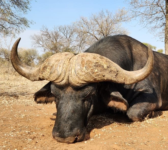 Buffalo, Sable & Croc Trophies on a South African Hunt