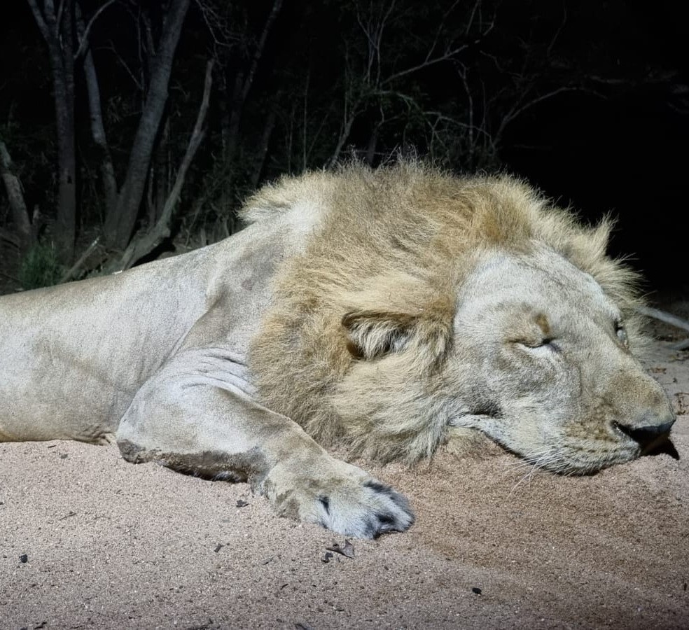 Leopard Hunting in Namibia & Brown Hyena Cancelation Hunt