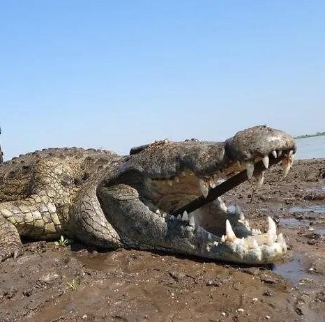 Leopard Hunting in Namibia & Brown Hyena Cancelation Hunt