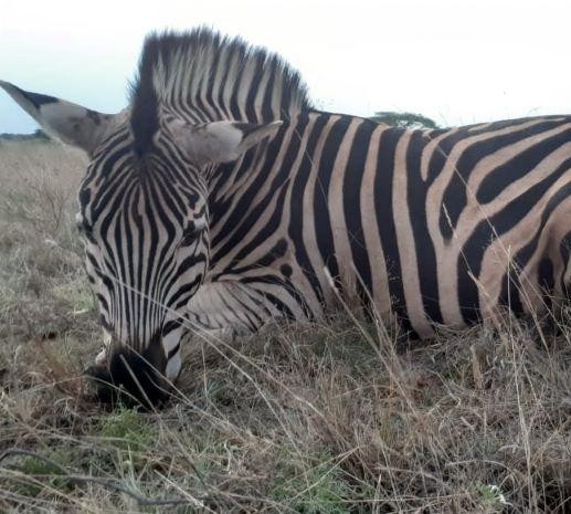 Leopard Hunting in Namibia & Brown Hyena Cancelation Hunt
