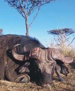 Leopard Hunting in Namibia & Brown Hyena Cancelation Hunt
