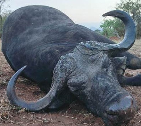 Leopard Hunting in Namibia & Brown Hyena Cancelation Hunt