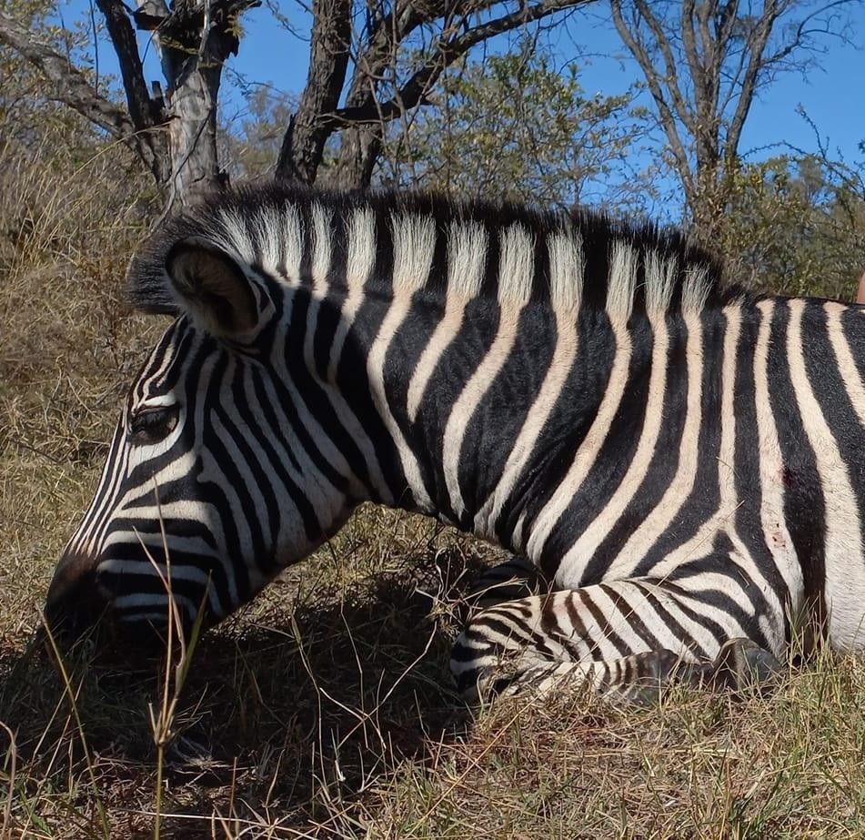 Leopard Hunting in Namibia & Brown Hyena Cancelation Hunt