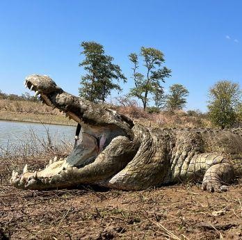 Hunt Hippo and Crocodile on Lake Kariba 10 days in Zimbabwe