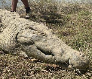 Leopard Hunting in Namibia & Brown Hyena Cancelation Hunt