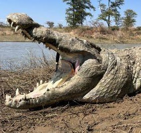 Leopard Hunting in Namibia & Brown Hyena Cancelation Hunt
