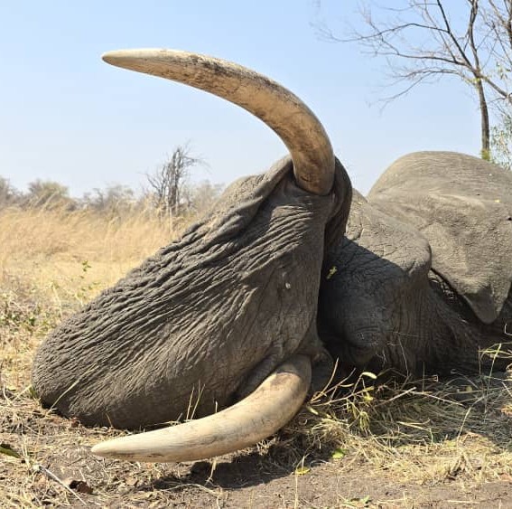 Leopard Hunting in Namibia & Brown Hyena Cancelation Hunt