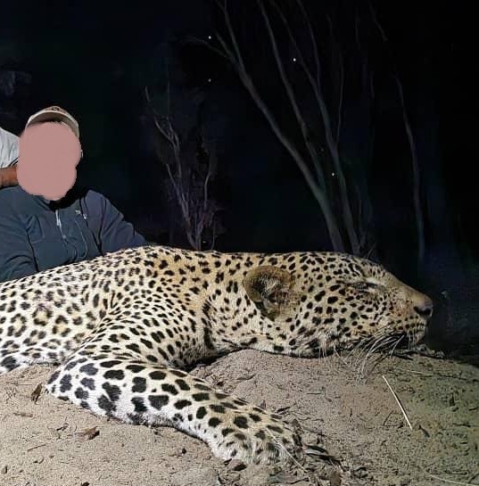 Leopard Hunting in Namibia & Brown Hyena Cancelation Hunt