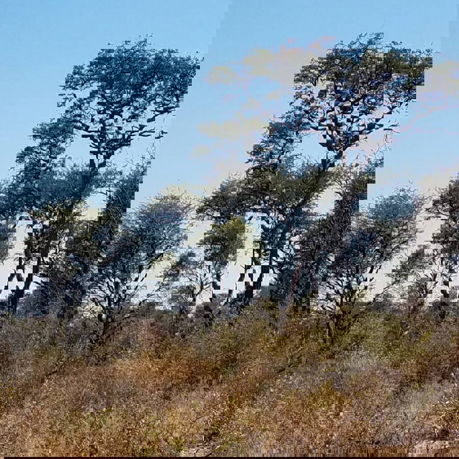 Leopard Hunting in Namibia & Brown Hyena Cancelation Hunt