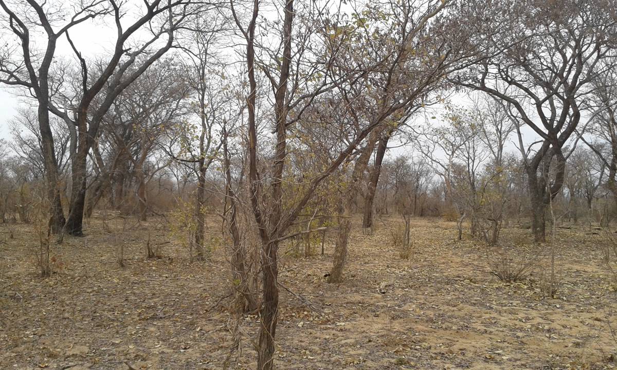 Leopard Hunting in Namibia & Brown Hyena Cancelation Hunt