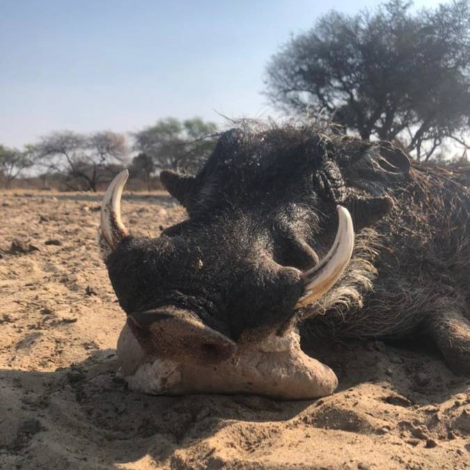 Leopard Hunting in Namibia & Brown Hyena Cancelation Hunt
