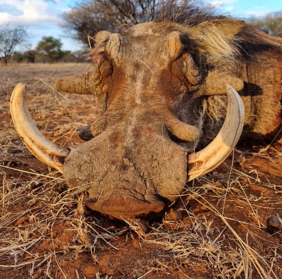 Leopard Hunting in Namibia & Brown Hyena Cancelation Hunt