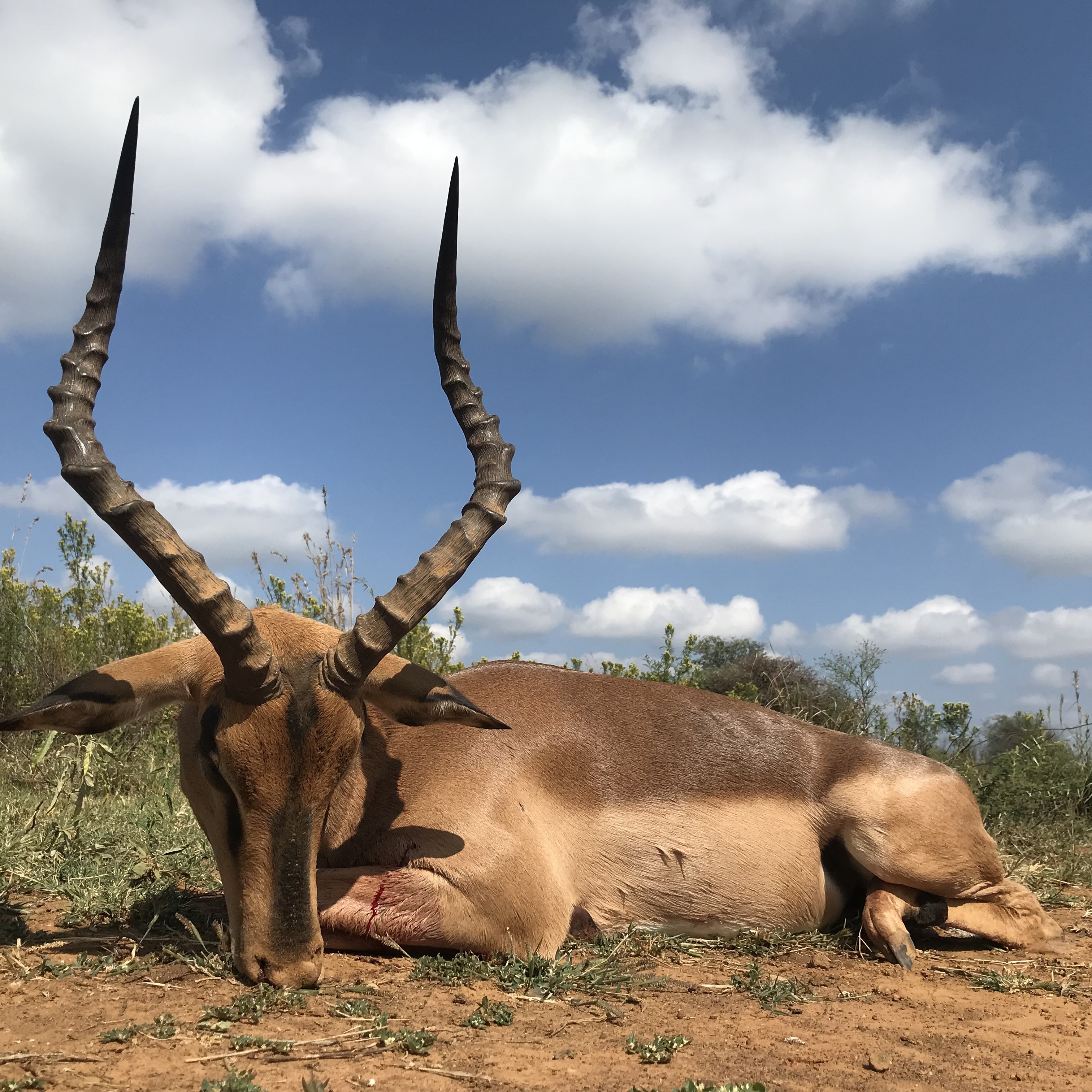 Leopard Hunting in Namibia & Brown Hyena Cancelation Hunt