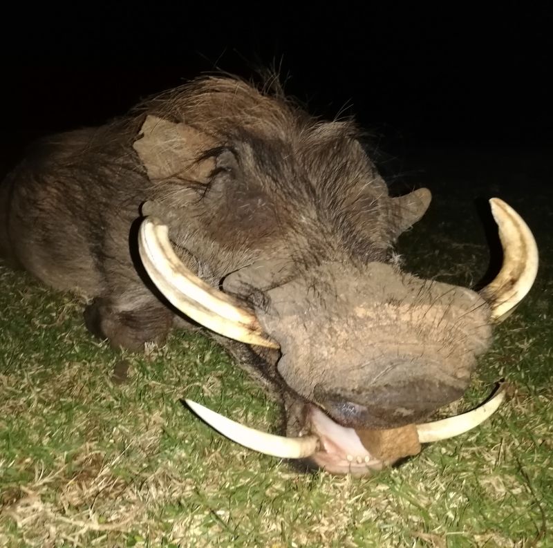 Leopard Hunting in Namibia & Brown Hyena Cancelation Hunt
