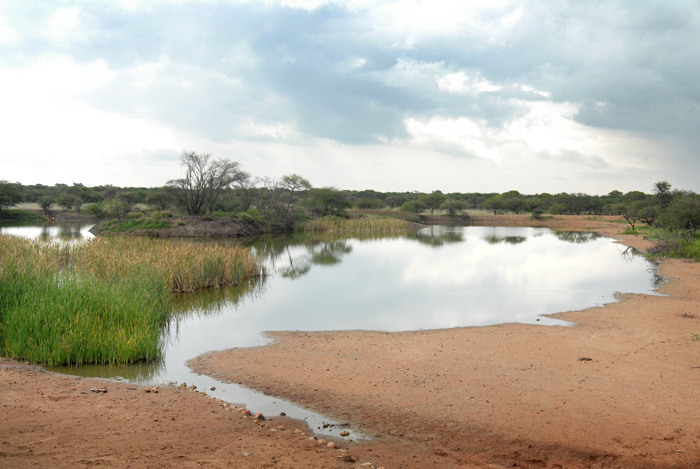 Leopard Hunting in Namibia & Brown Hyena Cancelation Hunt
