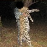Hunt Leopard in Zimbabwe’s Matetsi & Gwayi Regions