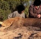Hunt Leopard in Zimbabwe’s Matetsi & Gwayi Regions