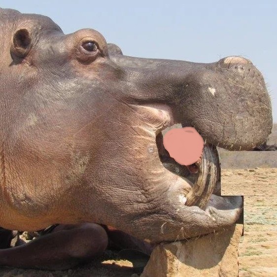 Leopard Hunting in Namibia & Brown Hyena Cancelation Hunt