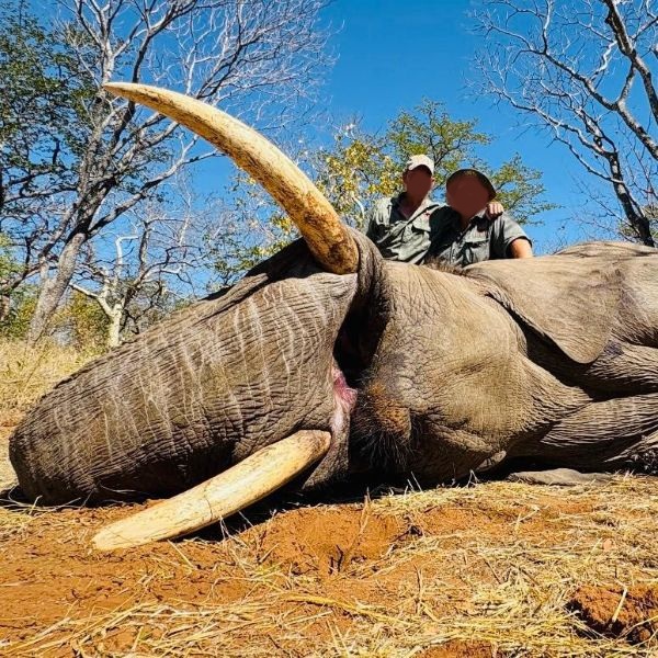 Hunt Exportable Trophy Elephants in Matetsi East RFC, Zimbabwe