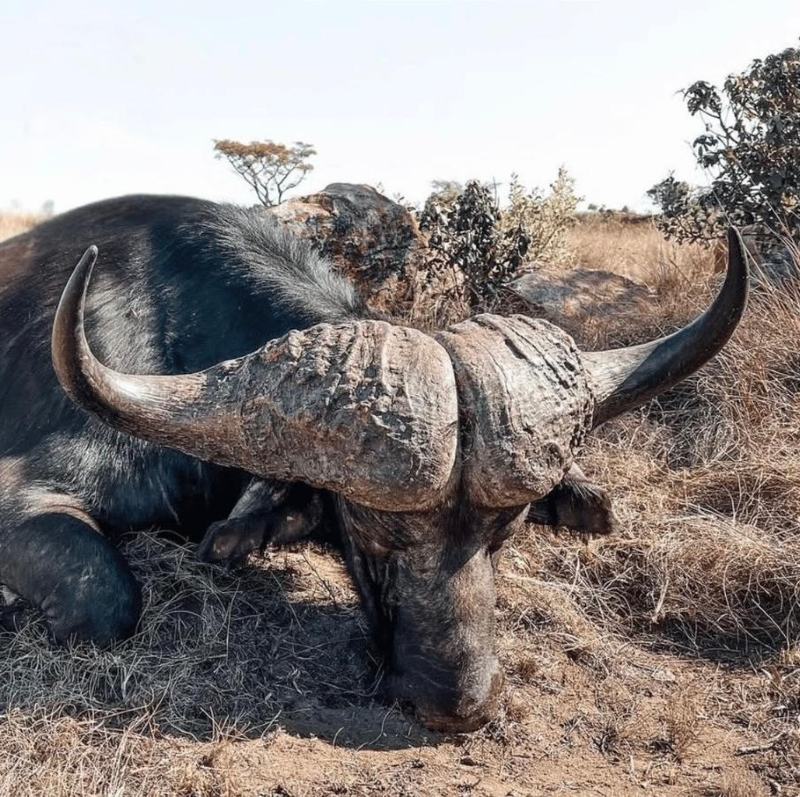 Leopard Hunting in Namibia & Brown Hyena Cancelation Hunt