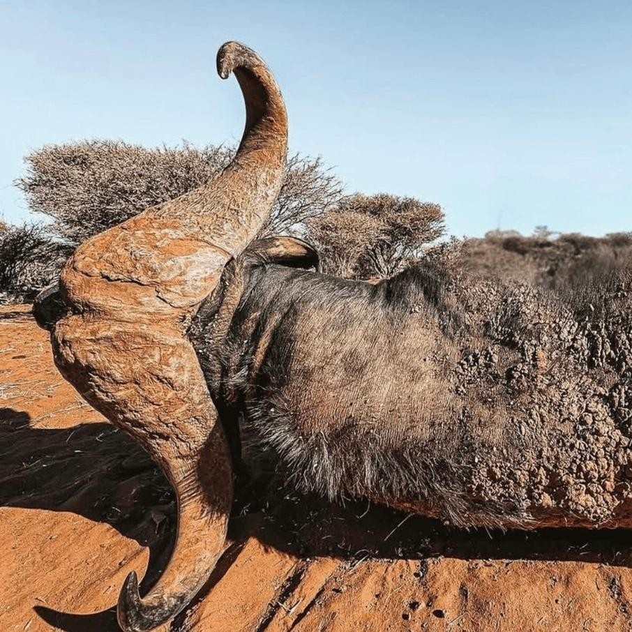 Leopard Hunting in Namibia & Brown Hyena Cancelation Hunt