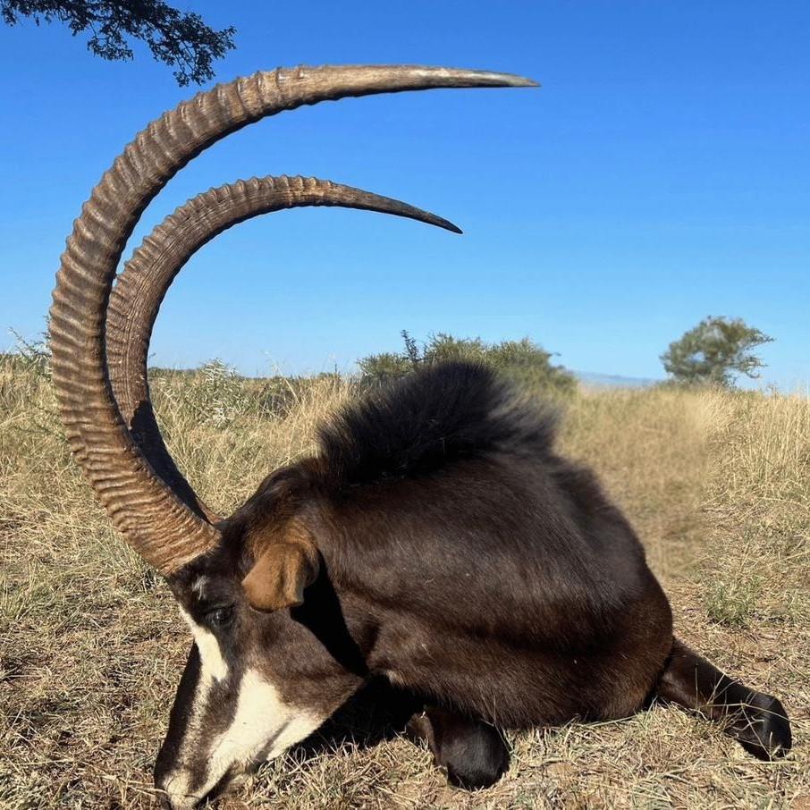 Leopard Hunting in Namibia & Brown Hyena Cancelation Hunt