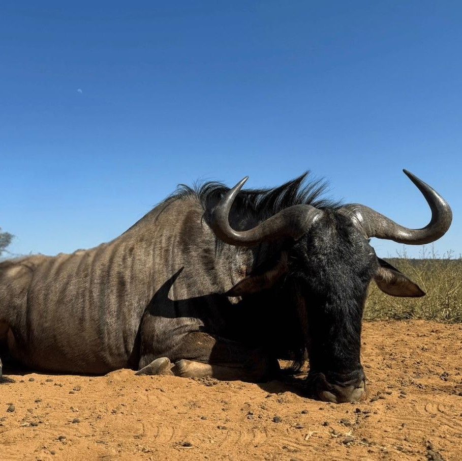 Leopard Hunting in Namibia & Brown Hyena Cancelation Hunt