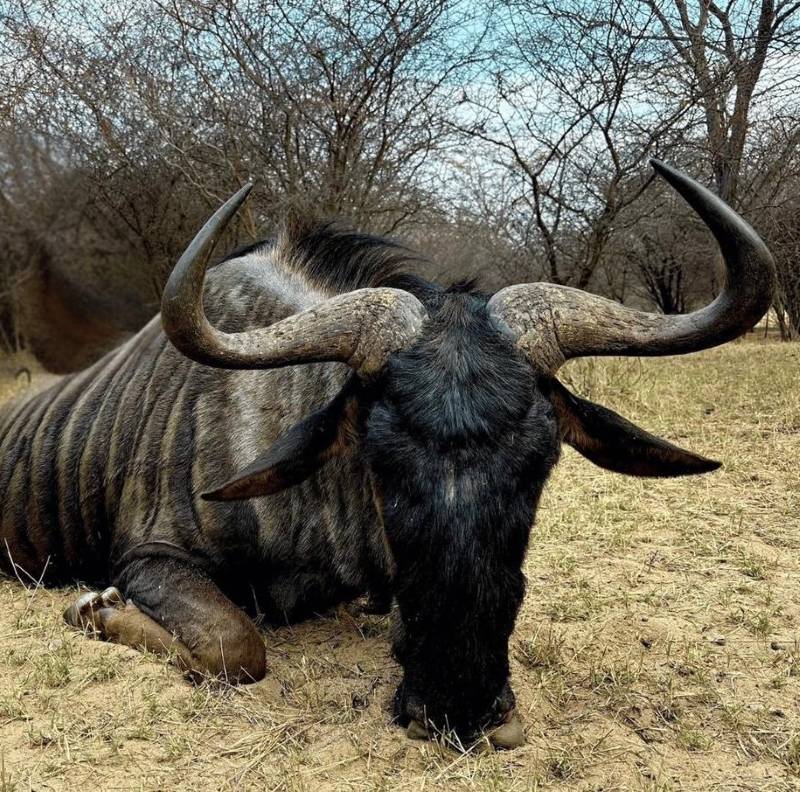 Leopard Hunting in Namibia & Brown Hyena Cancelation Hunt