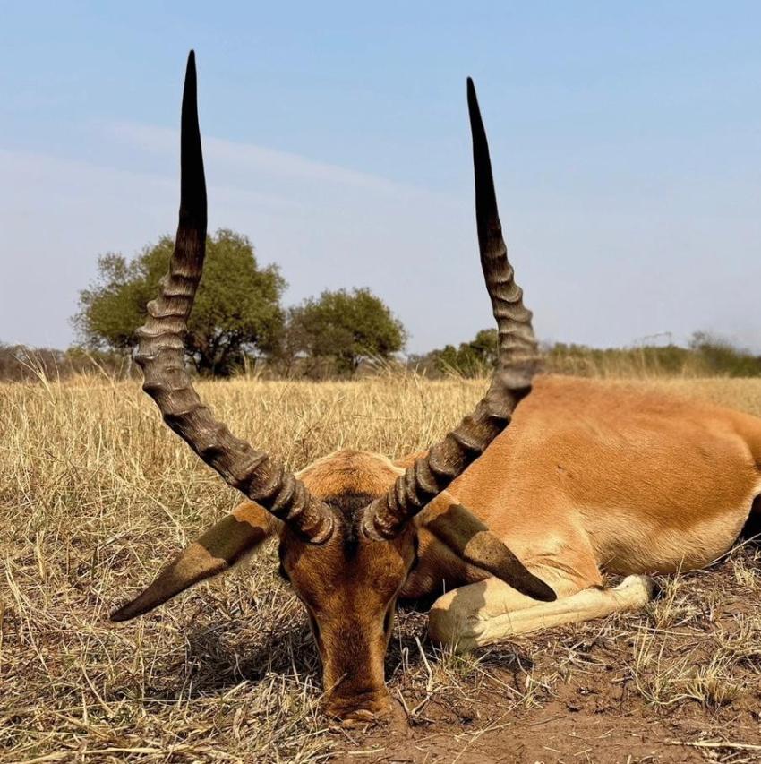 Leopard Hunting in Namibia & Brown Hyena Cancelation Hunt