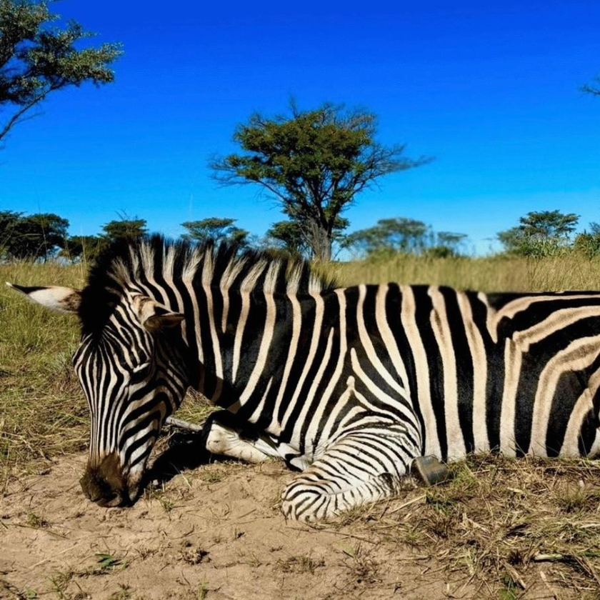 Wildebeest, Impala, Zebra, Warthog & Blesbok Hunts in Limpopo