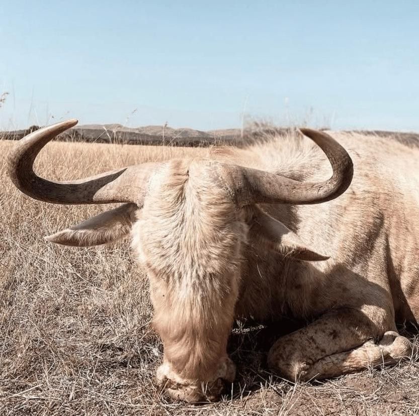 Limpopo Safaris: Sable, Nyala, Golden Wildebeest & Bushpig