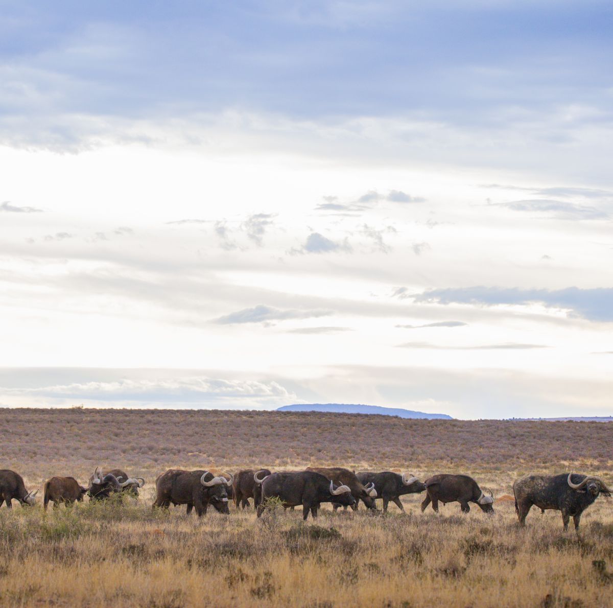 Leopard Hunting in Namibia & Brown Hyena Cancelation Hunt