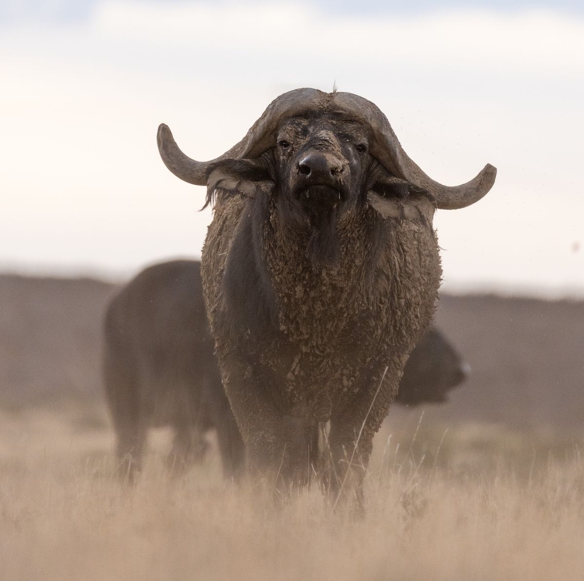 Hunting Africa's Black Death in the Eastern Cape, South Africa