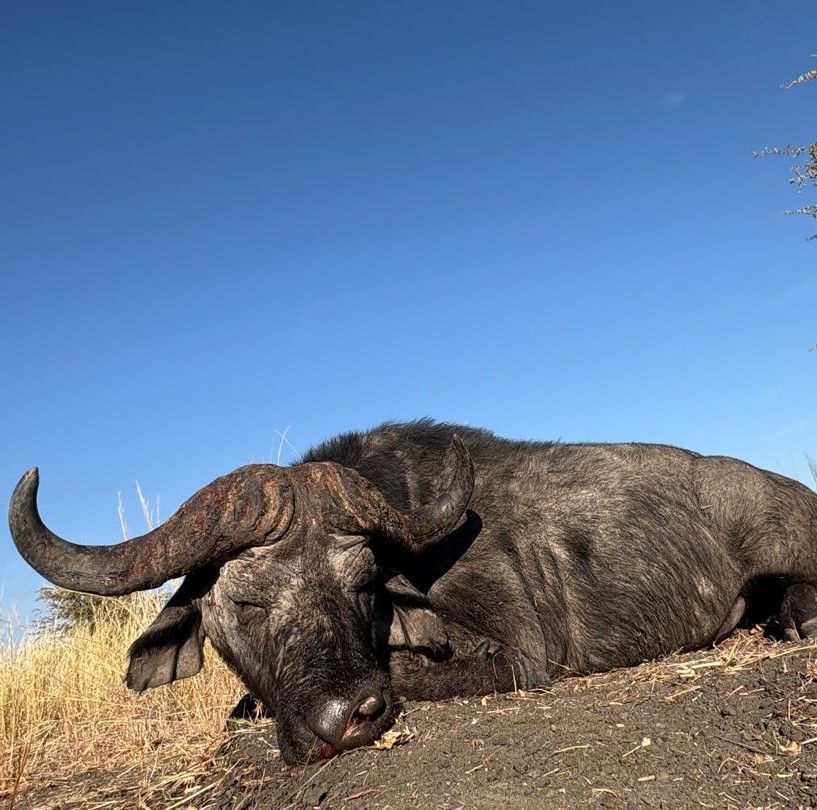 Leopard Hunting in Namibia & Brown Hyena Cancelation Hunt