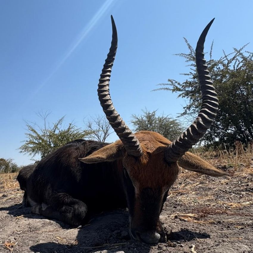 Leopard Hunting in Namibia & Brown Hyena Cancelation Hunt