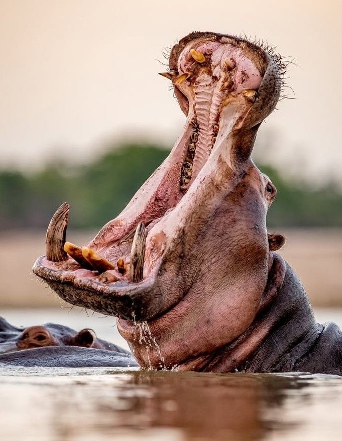 Dangerous Game: Hippo & Cape Buffalo Hunt in Limpopo, South Africa