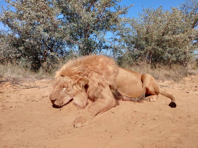 Leopard Hunting in Namibia & Brown Hyena Cancelation Hunt