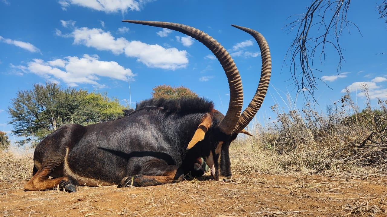 Leopard Hunting in Namibia & Brown Hyena Cancelation Hunt