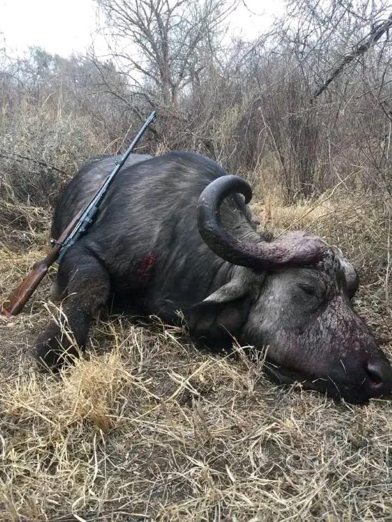 Cape Buffalo Hunting Adventures in Masailand 2 x 1