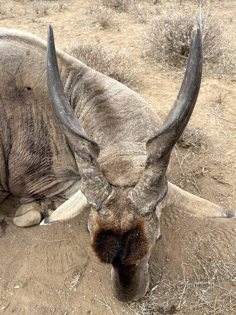 Leopard Hunting in Namibia & Brown Hyena Cancelation Hunt