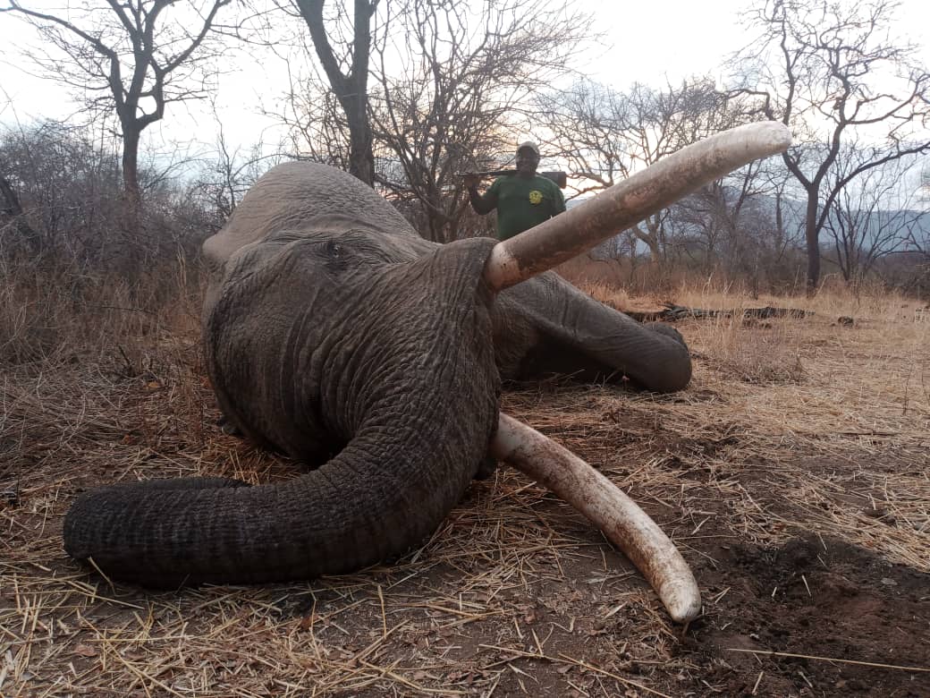 Leopard Hunting in Namibia & Brown Hyena Cancelation Hunt