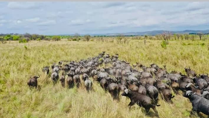 Hunting in Tanzania: Two Cape Buffalo Trophies in the Selous