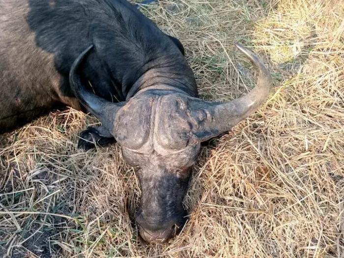 Leopard Hunting in Namibia & Brown Hyena Cancelation Hunt