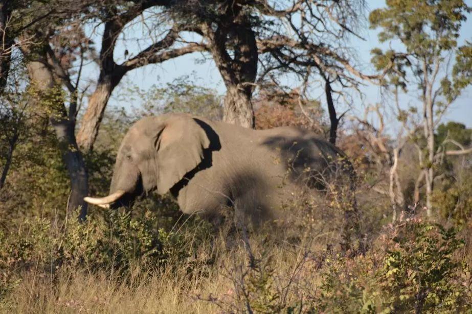 Trophy Elephant Hunting in Namibia – Bushmanland