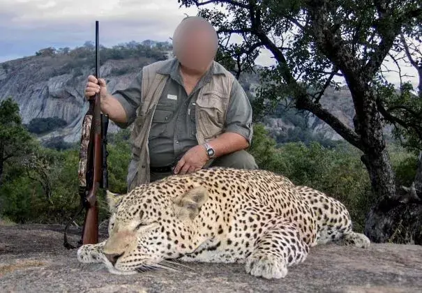 Leopard hunting in Zimbabwe 14 x Days in Matetsi Unit 2
