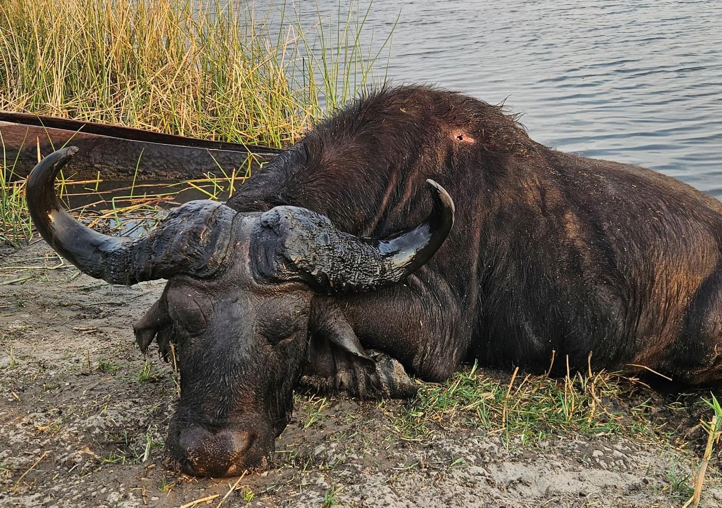 Trophy Cape Buffalo Hunt Zambezi Region Namibia