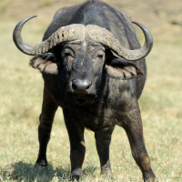 Leopard Hunting in Namibia & Brown Hyena Cancelation Hunt