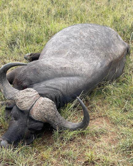 Leopard Hunting in Namibia & Brown Hyena Cancelation Hunt