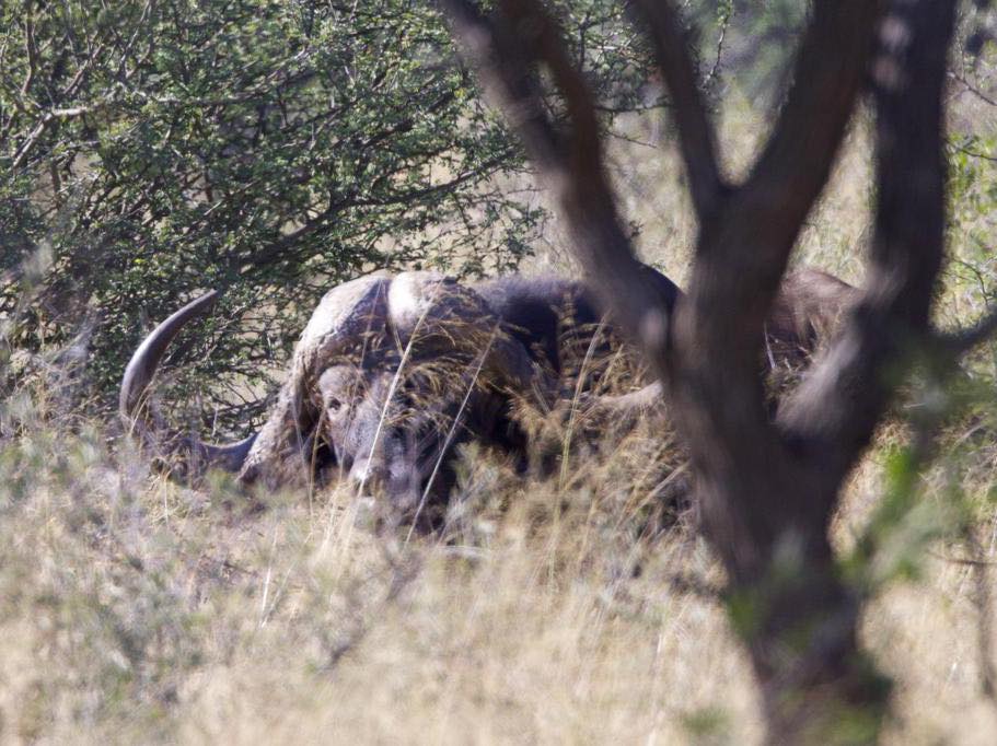Leopard Hunting in Namibia & Brown Hyena Cancelation Hunt