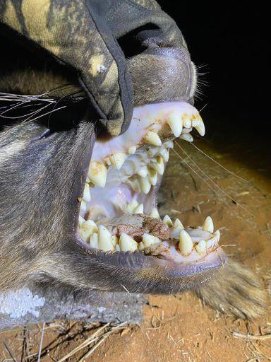 Leopard Hunting in Namibia & Brown Hyena Cancelation Hunt